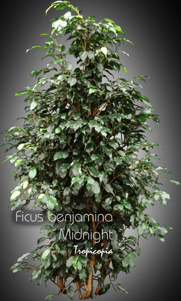 Ficus - Ficus benjamina Midnight - Figuier pleureur - Weeping fig